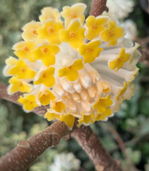 Edgeworthia chrysantha